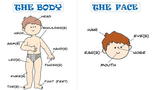 The Body, The Face
